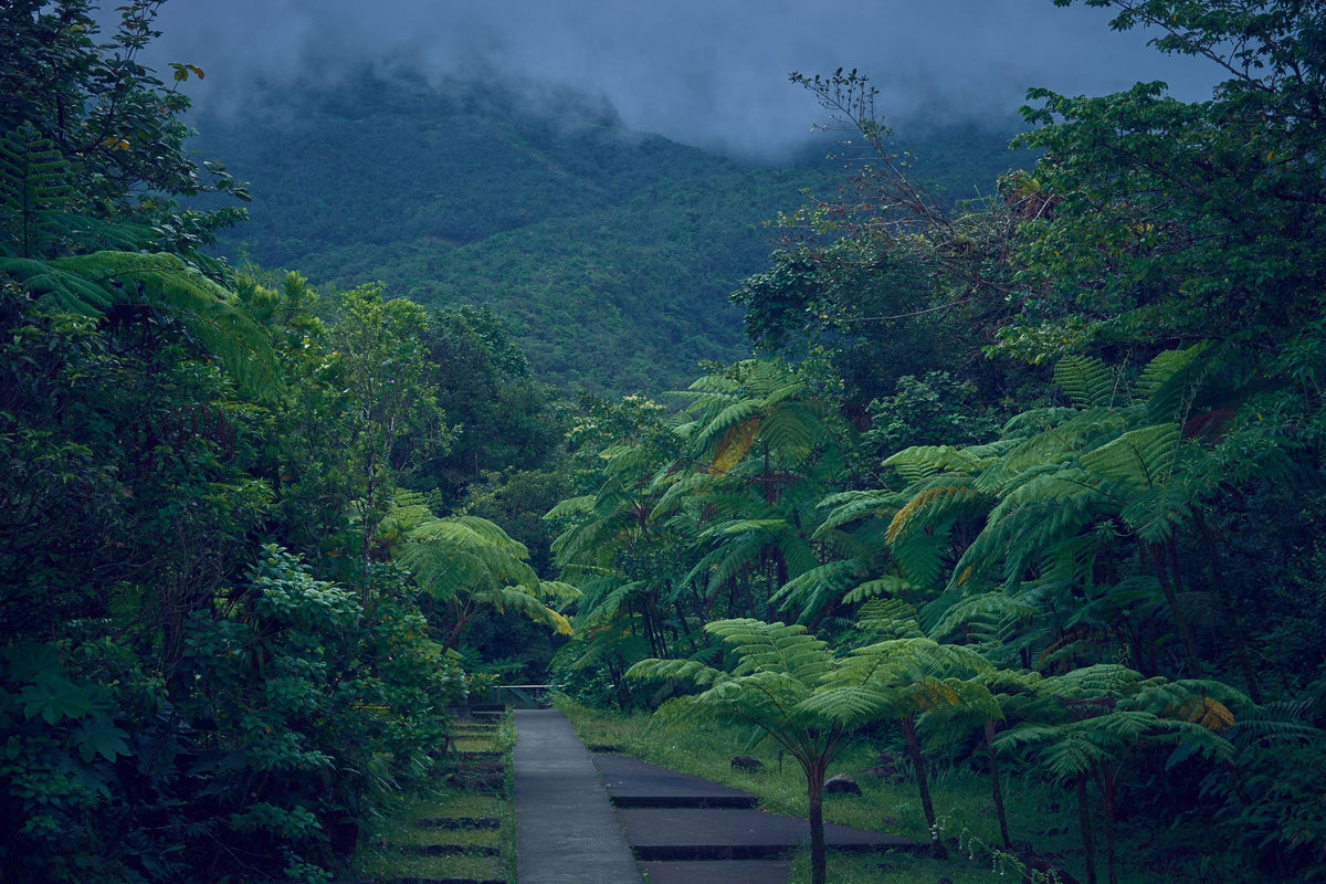Sentier bordé de végétation dense dans les mornes brumeux de Guadeloupe